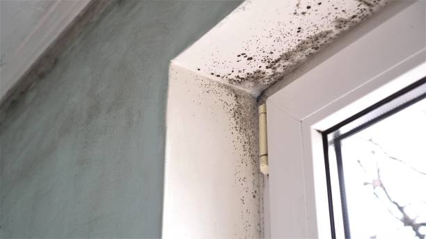 Best Mold Prevention Services  in Farmers Loop, AK
