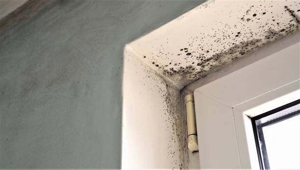 Best Mold Odor Removal Services  in Farmers Loop, AK