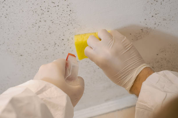 Best Airborne Mold Testing  in Farmers Loop, AK