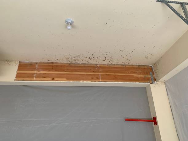 Best Mold Removal for HVAC Installations  in Farmers Loop, AK