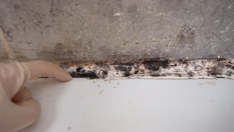 Best Comprehensive Air Testing for Mold Contaminants  in Farmers Loop, AK
