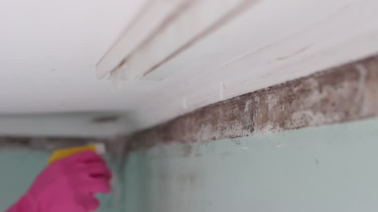 Best Black Mold Removal  in Farmers Loop, AK